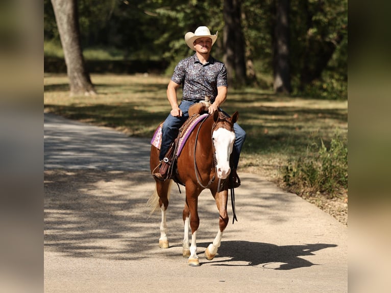 American Quarter Horse Mare 3 years Sorrel in Buffalo