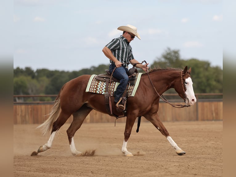American Quarter Horse Mare 3 years Sorrel in Buffalo