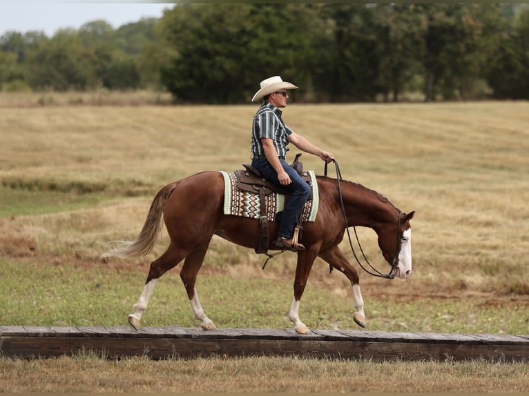 American Quarter Horse Mare 3 years Sorrel in Buffalo