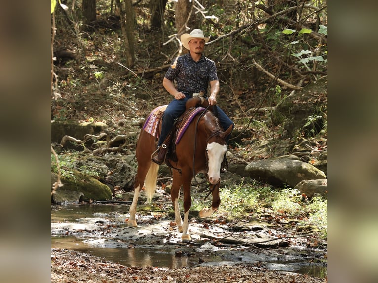 American Quarter Horse Mare 3 years Sorrel in Buffalo
