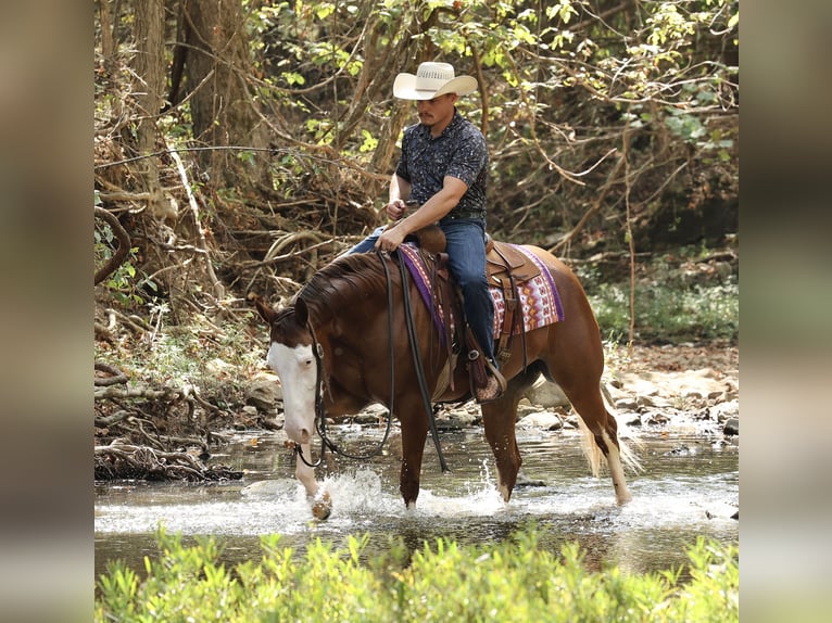 American Quarter Horse Mare 3 years Sorrel in Buffalo