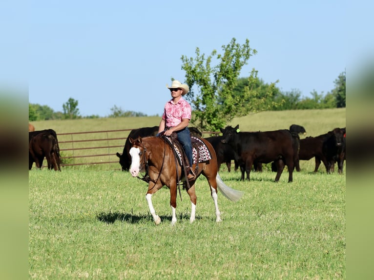American Quarter Horse Mare 3 years Sorrel in Buffalo