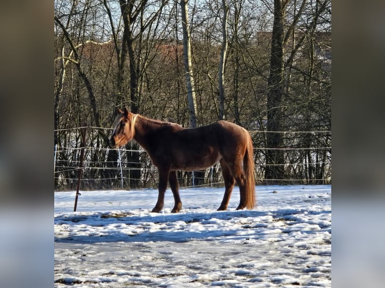 American Quarter Horse Mare 4 years 13.1 hh Roan-Red in Oberthulba