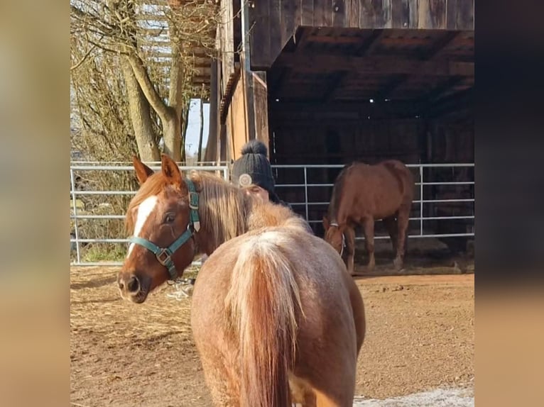 American Quarter Horse Mare 4 years 13.1 hh Roan-Red in Oberthulba