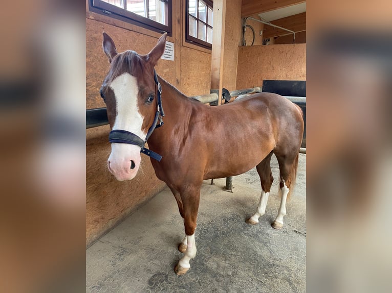 American Quarter Horse Mare 4 years 13.2 hh Chestnut-Red in Rankweil