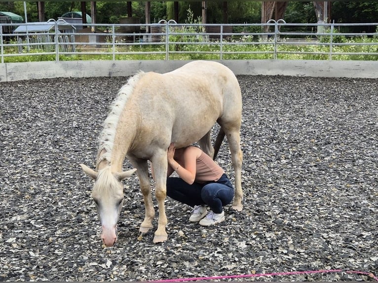 American Quarter Horse Mare 4 years 13,3 hh Palomino in Lkr. Göppingen