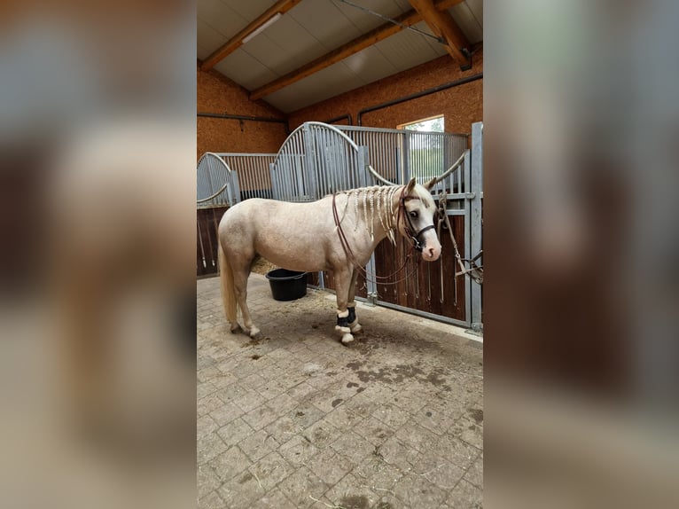 American Quarter Horse Mare 4 years 13,3 hh Palomino in Lkr. Göppingen