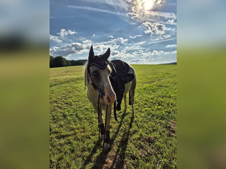 American Quarter Horse Mare 4 years 13,3 hh Palomino in Lkr. Göppingen