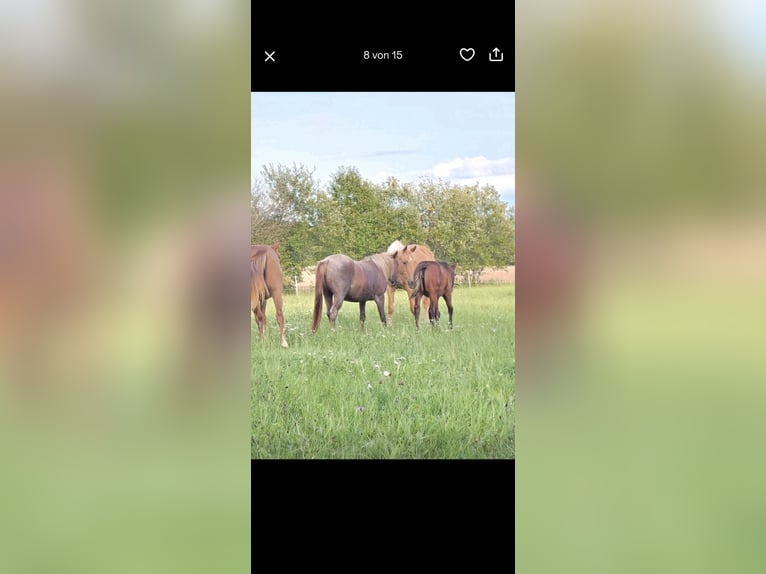 American Quarter Horse Mare 4 years 13,1 hh Roan-Red in Oberthulba