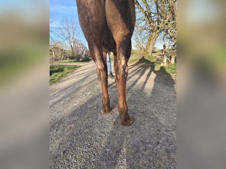 American Quarter Horse Mare 4 years 13,1 hh Roan-Red in Oberthulba
