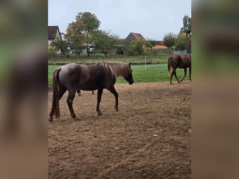 American Quarter Horse Mare 4 years 13,1 hh Roan-Red in Oberthulba