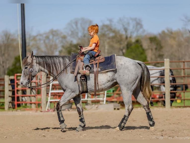 American Quarter Horse Mare 4 years 13,3 hh Grey in Auburn, KY