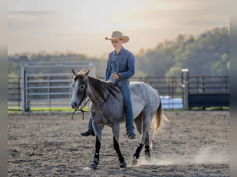 American Quarter Horse Mare 4 years 13,3 hh Grey in Auburn, KY