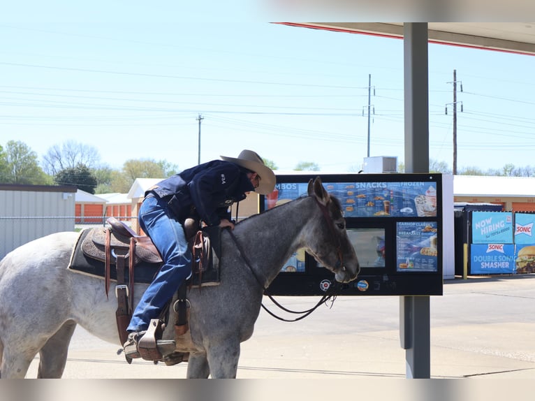 American Quarter Horse Mare 4 years 13,3 hh Grey in Auburn, KY