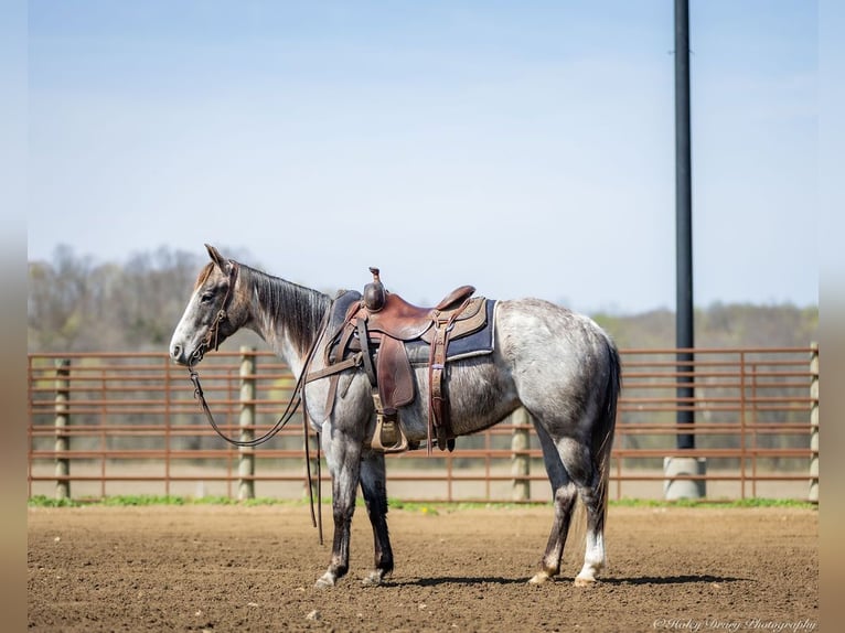 American Quarter Horse Mare 4 years 13,3 hh Grey in Auburn, KY