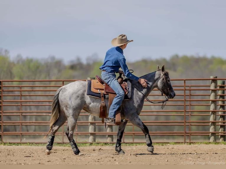 American Quarter Horse Mare 4 years 13,3 hh Grey in Auburn, KY