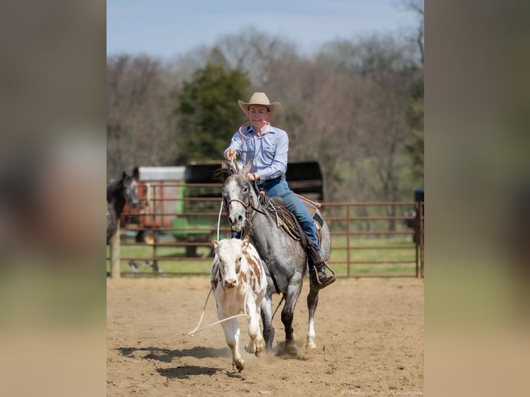 American Quarter Horse Mare 4 years 13,3 hh Grey in Auburn, KY