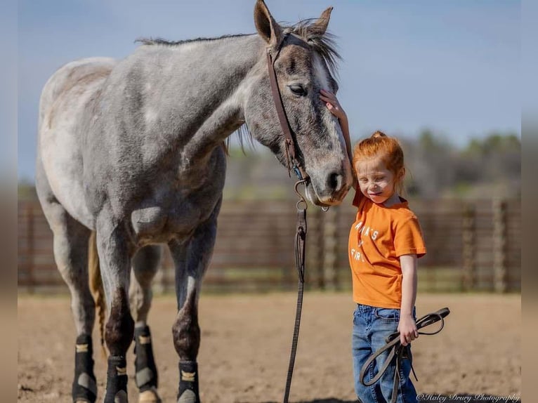 American Quarter Horse Mare 4 years 13,3 hh Grey in Auburn, KY