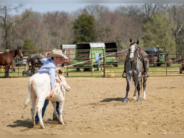 American Quarter Horse Mare 4 years 13,3 hh Grey in Auburn, KY