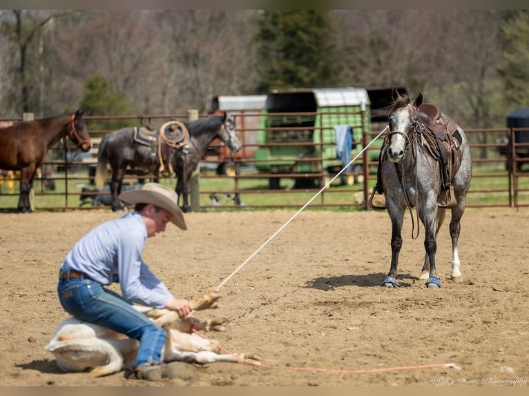 American Quarter Horse Mare 4 years 13,3 hh Grey in Auburn, KY