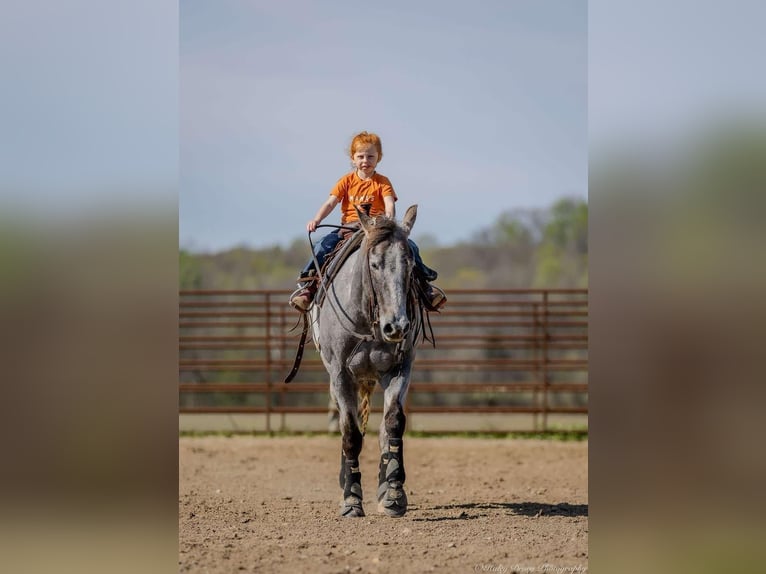 American Quarter Horse Mare 4 years 13,3 hh Grey in Auburn, KY