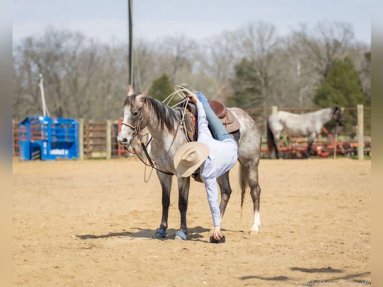 American Quarter Horse Mare 4 years 13,3 hh Grey in Auburn, KY
