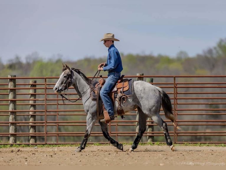 American Quarter Horse Mare 4 years 13,3 hh Grey in Auburn, KY
