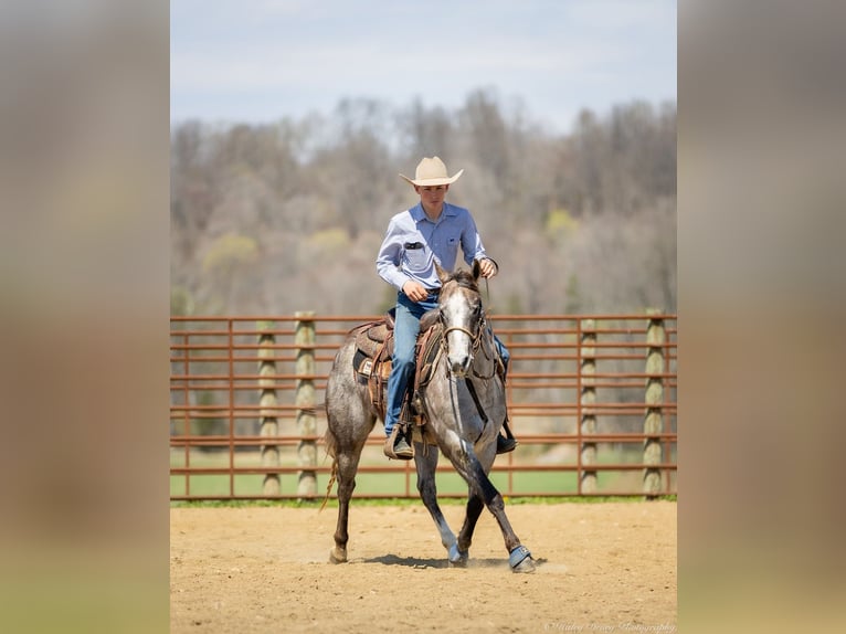 American Quarter Horse Mare 4 years 13,3 hh Grey in Auburn, KY