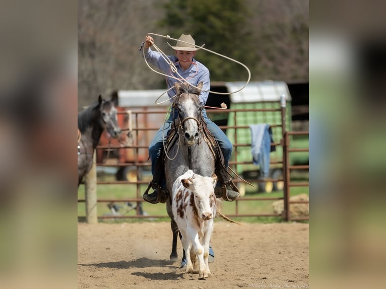 American Quarter Horse Mare 4 years 13,3 hh Grey in Auburn, KY