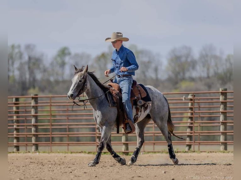 American Quarter Horse Mare 4 years 13,3 hh Grey in Auburn, KY