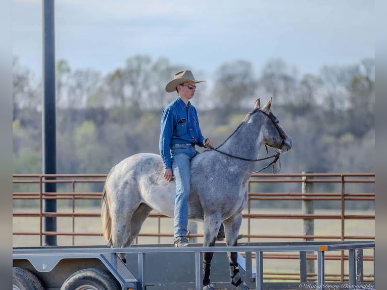 American Quarter Horse Mare 4 years 13,3 hh Grey in Auburn, KY