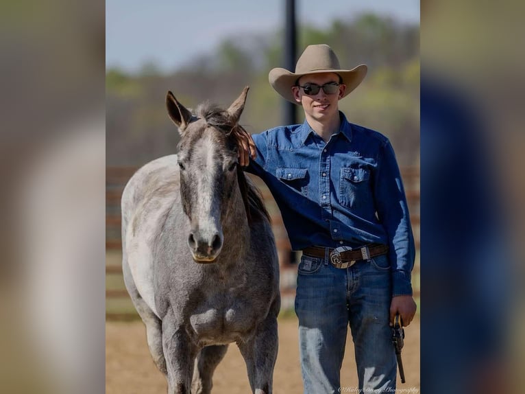 American Quarter Horse Mare 4 years 13,3 hh Grey in Auburn, KY