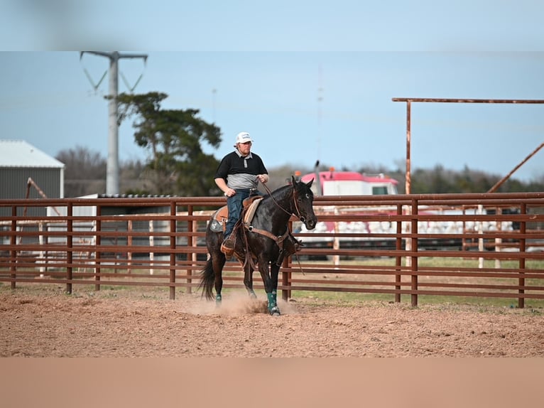 American Quarter Horse Mare 4 years 14.1 hh Black in Normangee