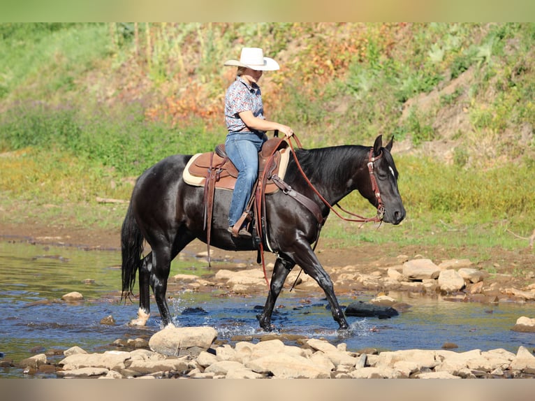 American Quarter Horse Mare 4 years 14,1 hh Black in Clarion, PA