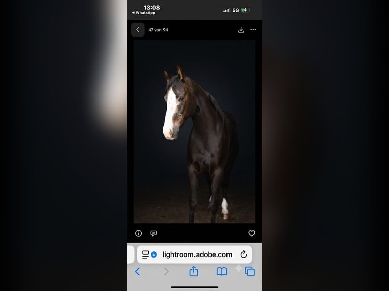 American Quarter Horse Mare 4 years 14.1 hh Black in Kammlach
