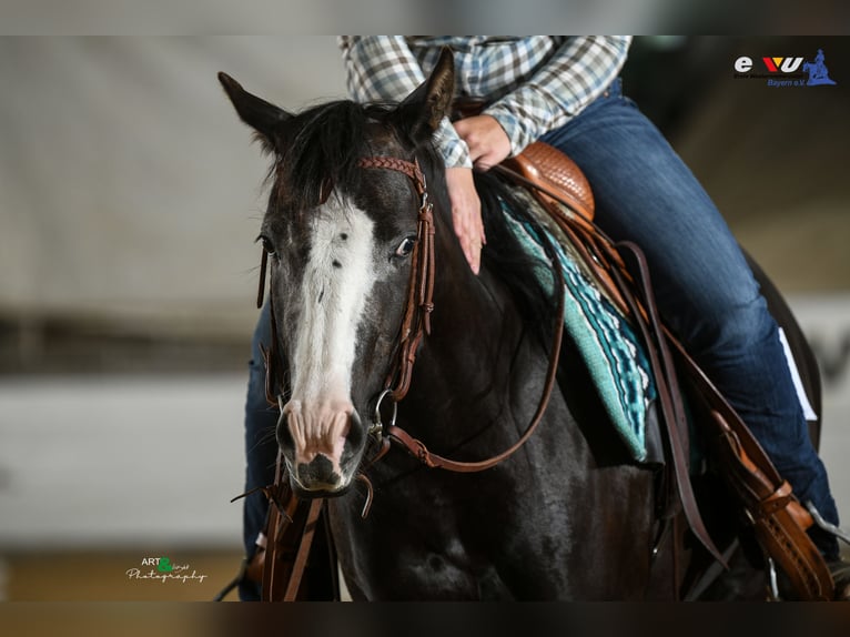 American Quarter Horse Mare 4 years 14.1 hh Black in Kammlach