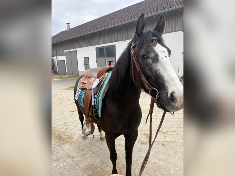 American Quarter Horse Mare 4 years 14.1 hh Black in Kammlach