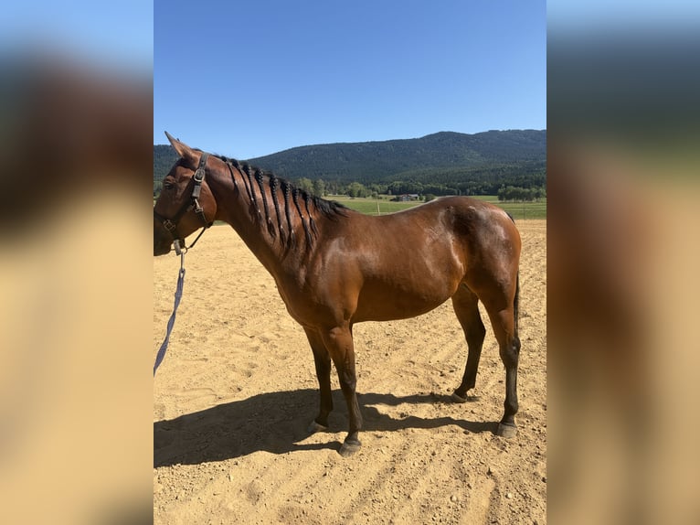American Quarter Horse Mare 4 years 14.1 hh Brown in Arnbruck