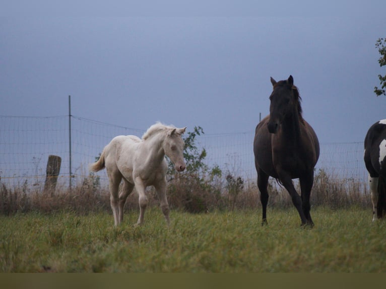 American Quarter Horse Mare 4 years 14,1 hh Buckskin in Mansfeld