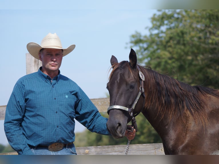 American Quarter Horse Mare 4 years 14,1 hh Buckskin in Mansfeld