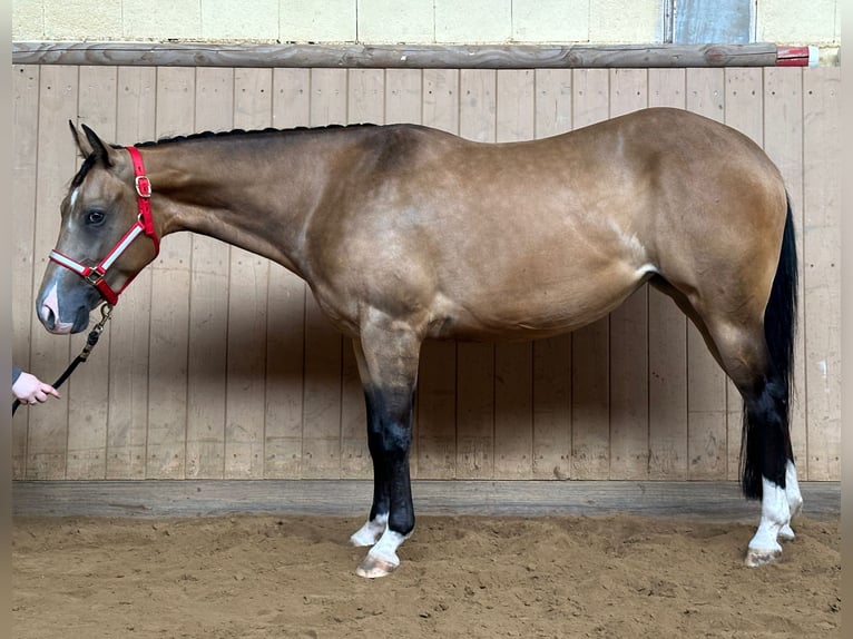 American Quarter Horse Mare 4 years 14,1 hh Buckskin in Eschenbach in der Oberpfalz