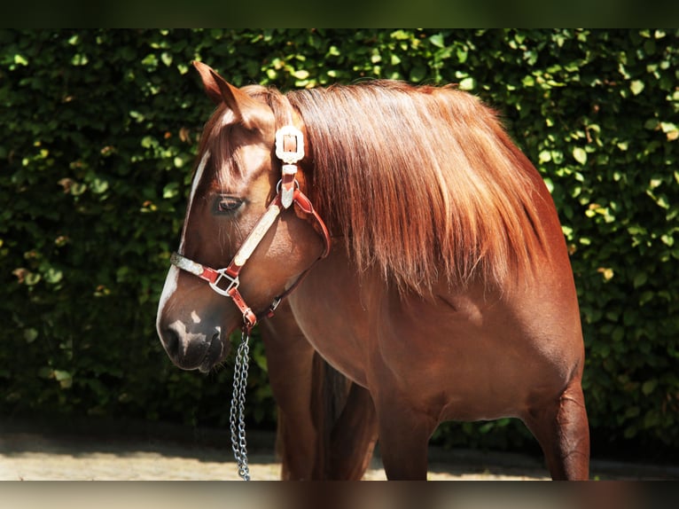 American Quarter Horse Mare 4 years 14,1 hh Chestnut-Red in Windeck