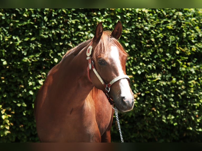 American Quarter Horse Mare 4 years 14,1 hh Chestnut-Red in Windeck