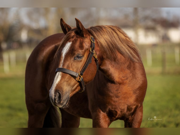 American Quarter Horse Mare 4 years 14,1 hh Chestnut in Gladenbach