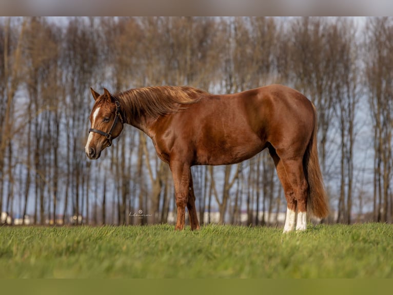 American Quarter Horse Mare 4 years 14,1 hh Chestnut in Gladenbach