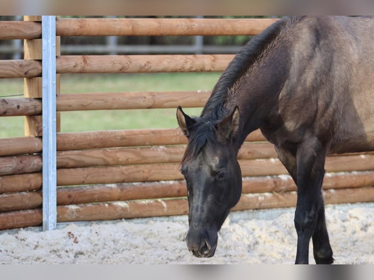 American Quarter Horse Mare 4 years 14.1 hh Grullo in Rüti ZH