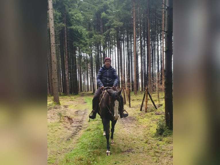 American Quarter Horse Mare 4 years 14.1 hh  in Kammlach