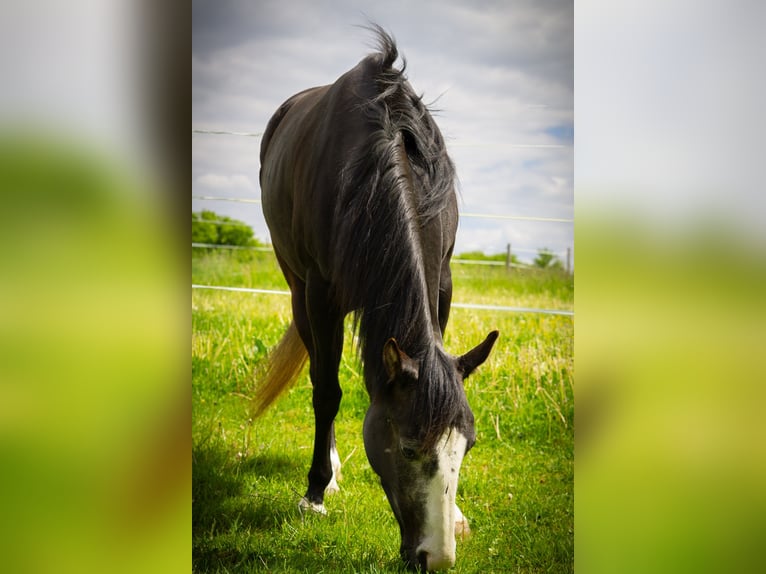 American Quarter Horse Mare 4 years 14.1 hh  in Kammlach