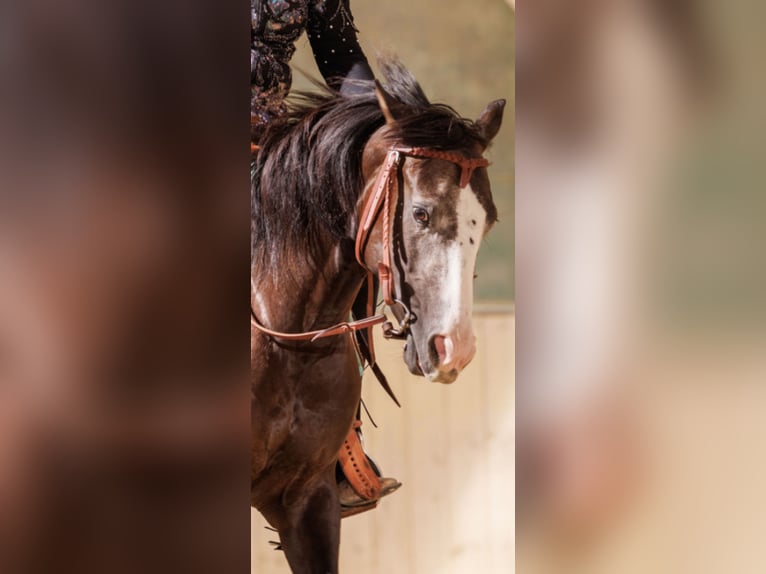 American Quarter Horse Mare 4 years 14.1 hh  in Kammlach