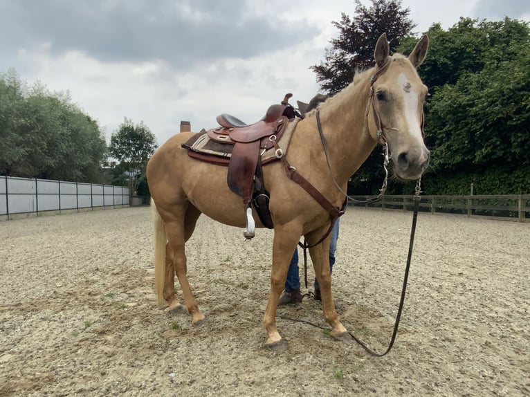 American Quarter Horse Mare 4 years 14,1 hh Palomino in Daknam